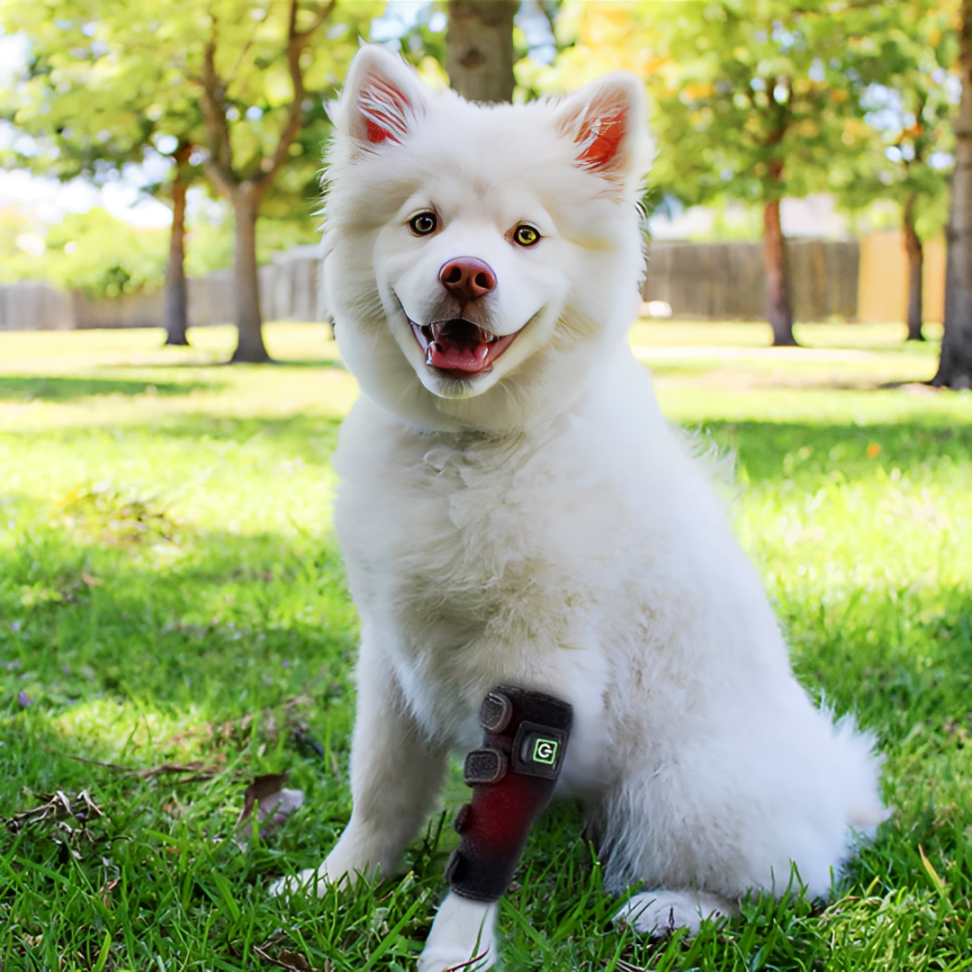 (2 PCS) Red Light Therapy Leg Wrap for Pets – Infrared Pain Relief for Dogs & Cats with Arthritis or Injury