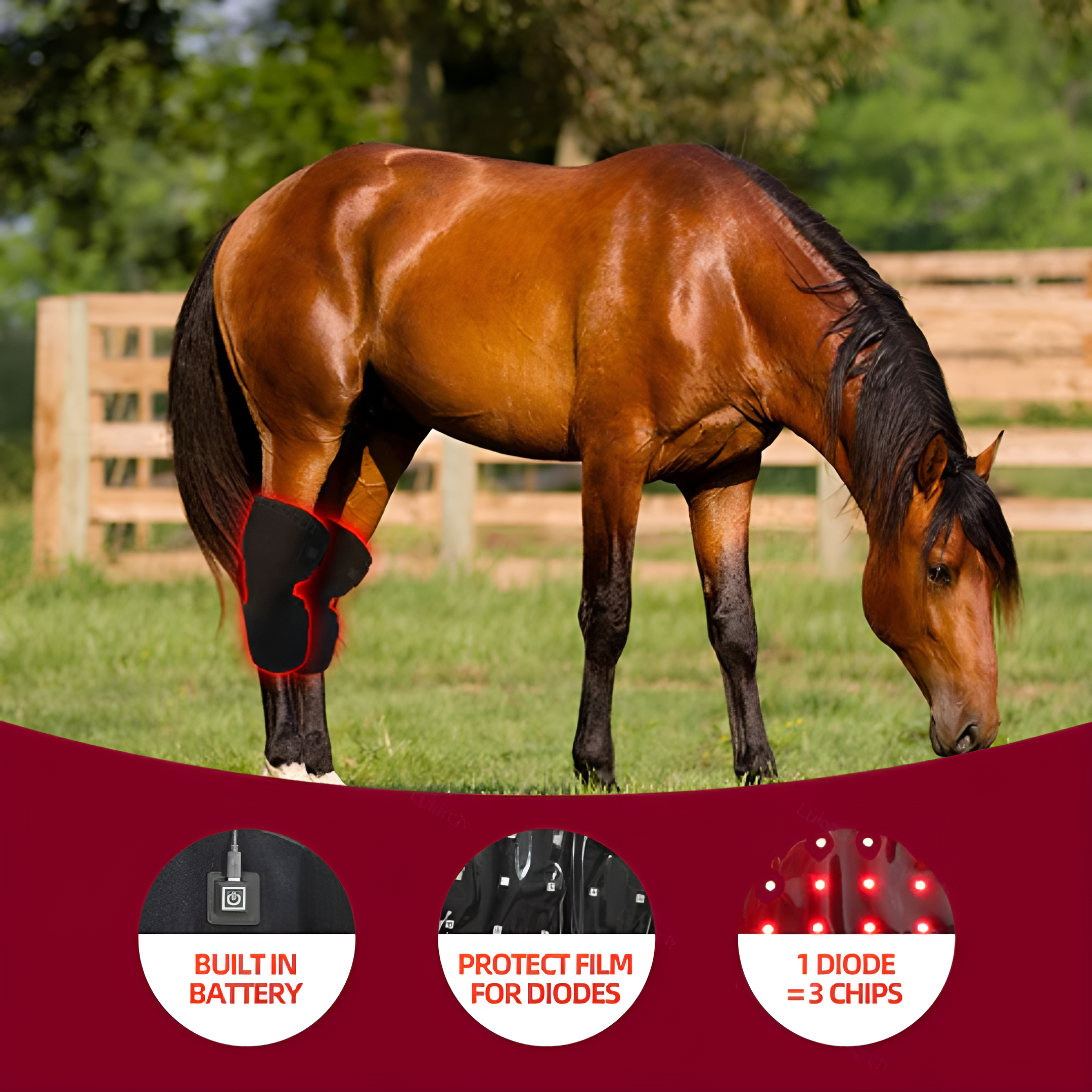 Equine Red Light Therapy Hock Wrap – Infrared Horse Joint Pain & Inflammation Relief