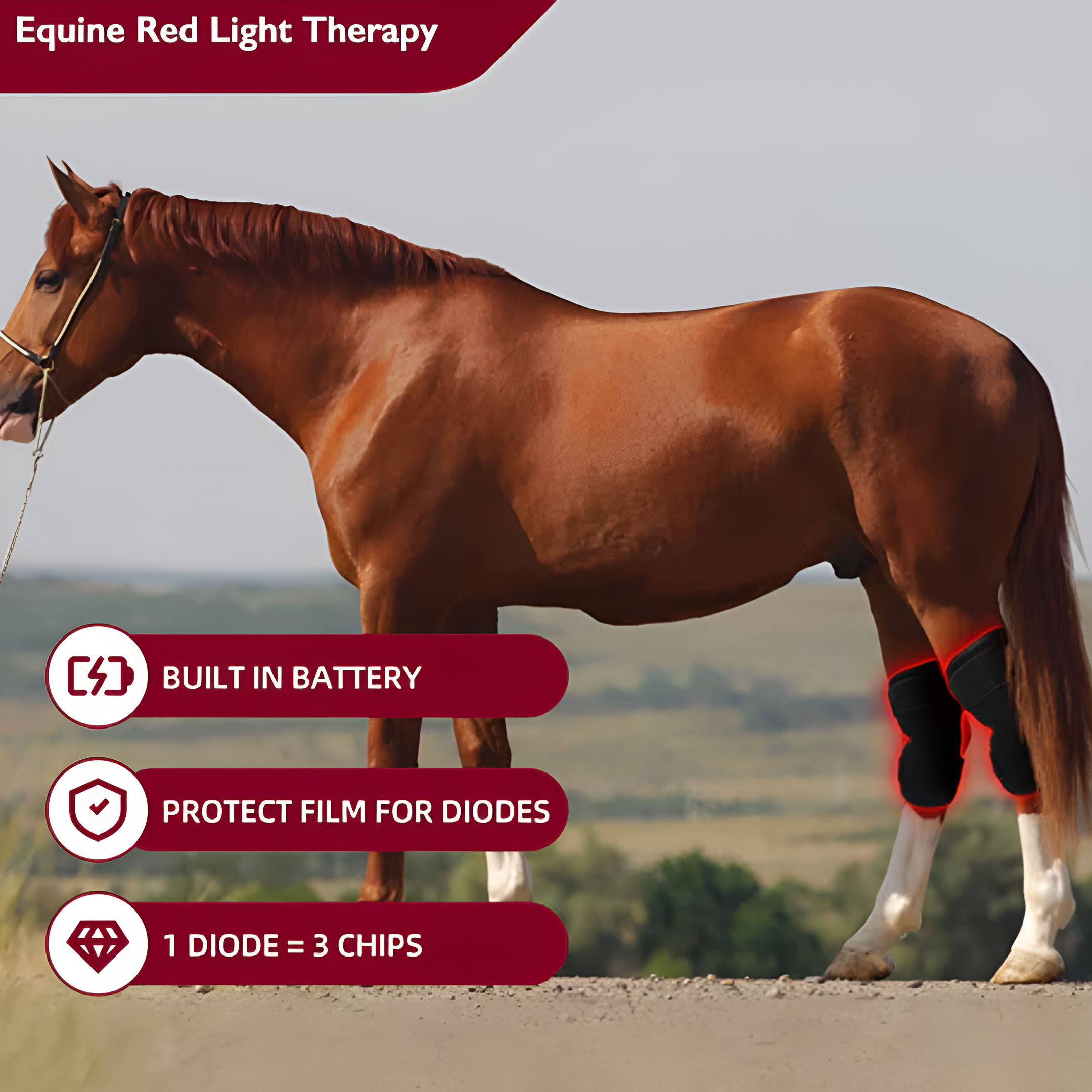 Equine Red Light Therapy Hock Wrap – Infrared Horse Joint Pain & Inflammation Relief