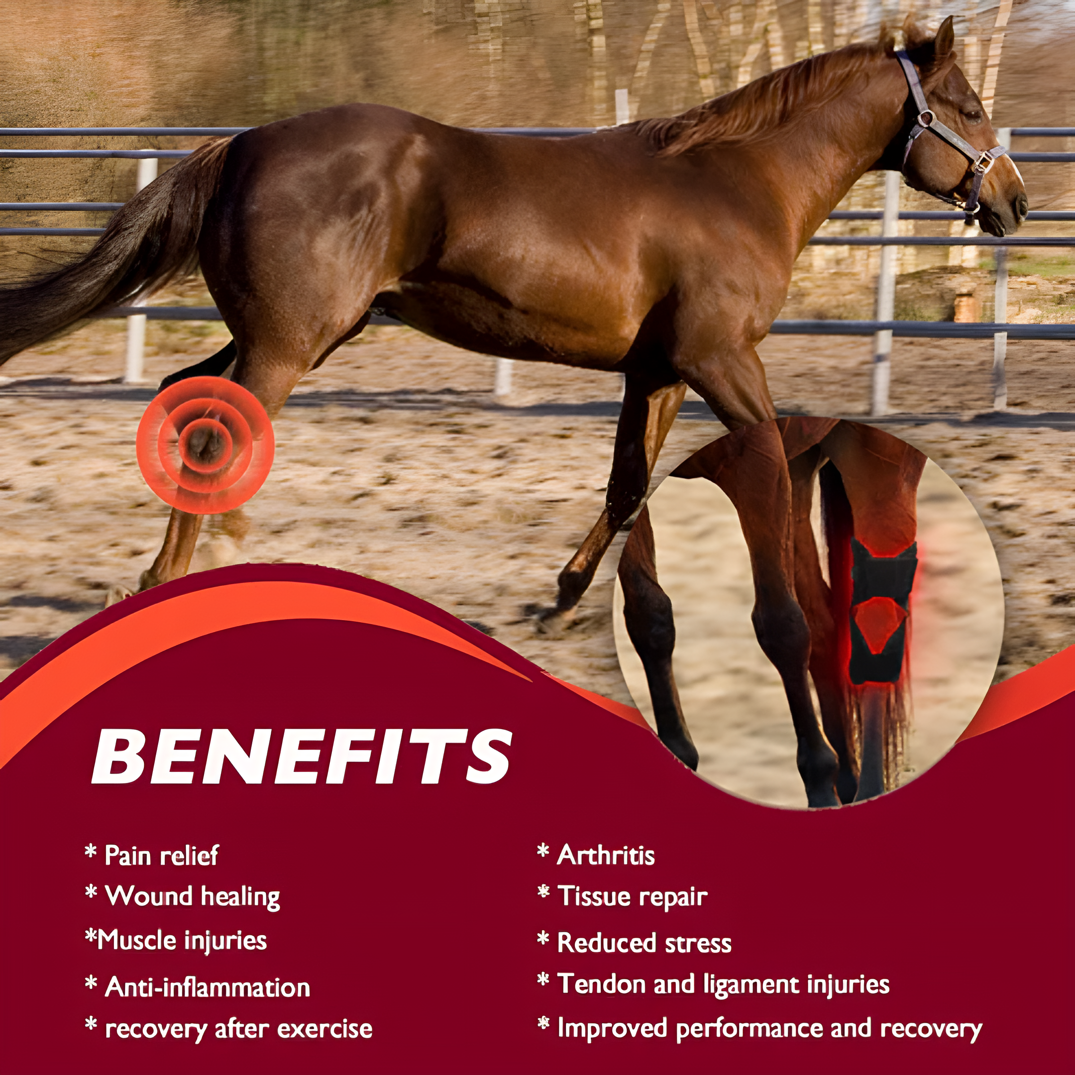 Equine Red Light Therapy Hock Wrap – Infrared Horse Joint Pain & Inflammation Relief