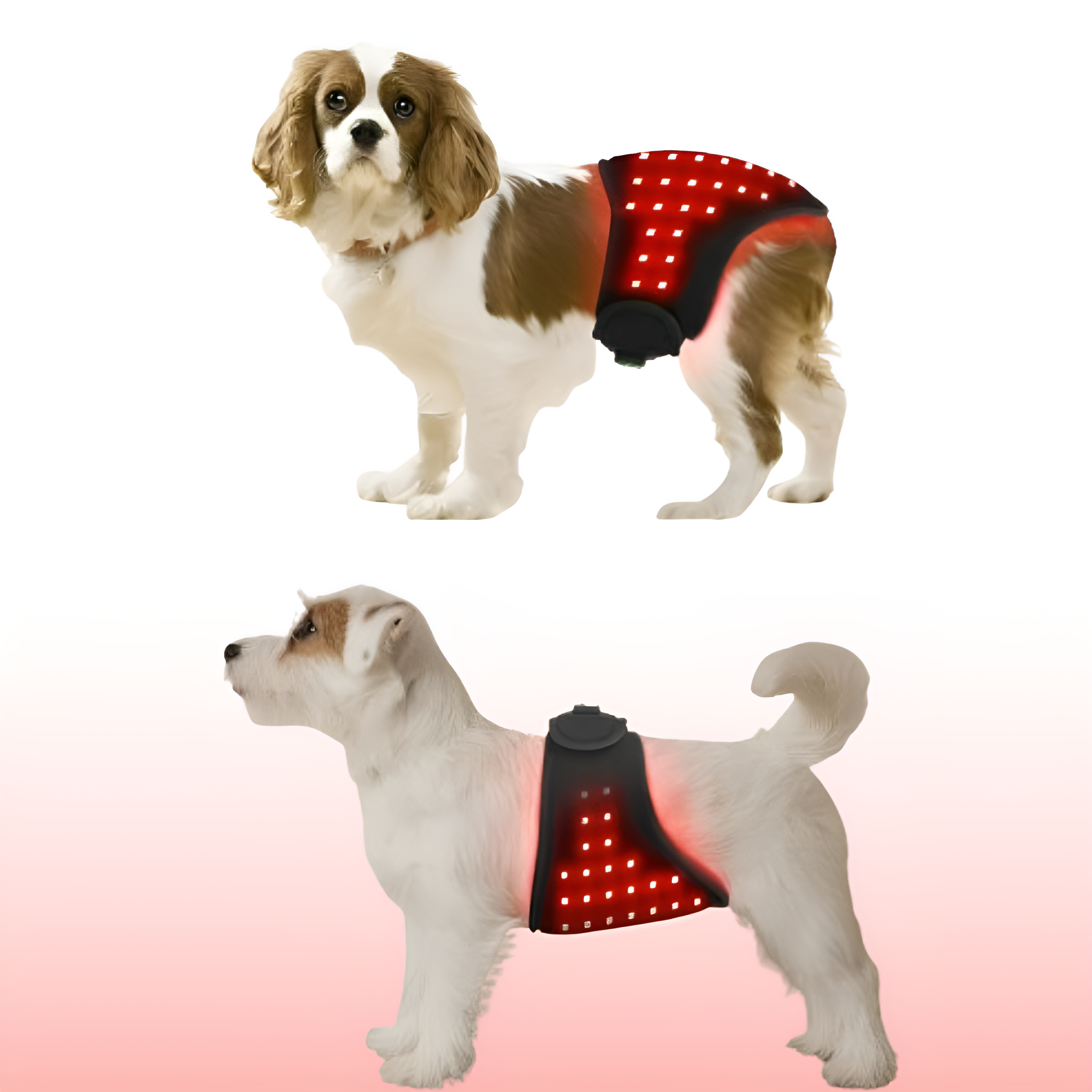 Red Infrared Light Therapy Mat for Pets